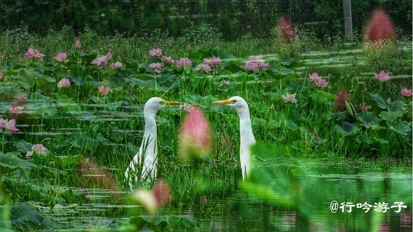 雨中荷.jpg