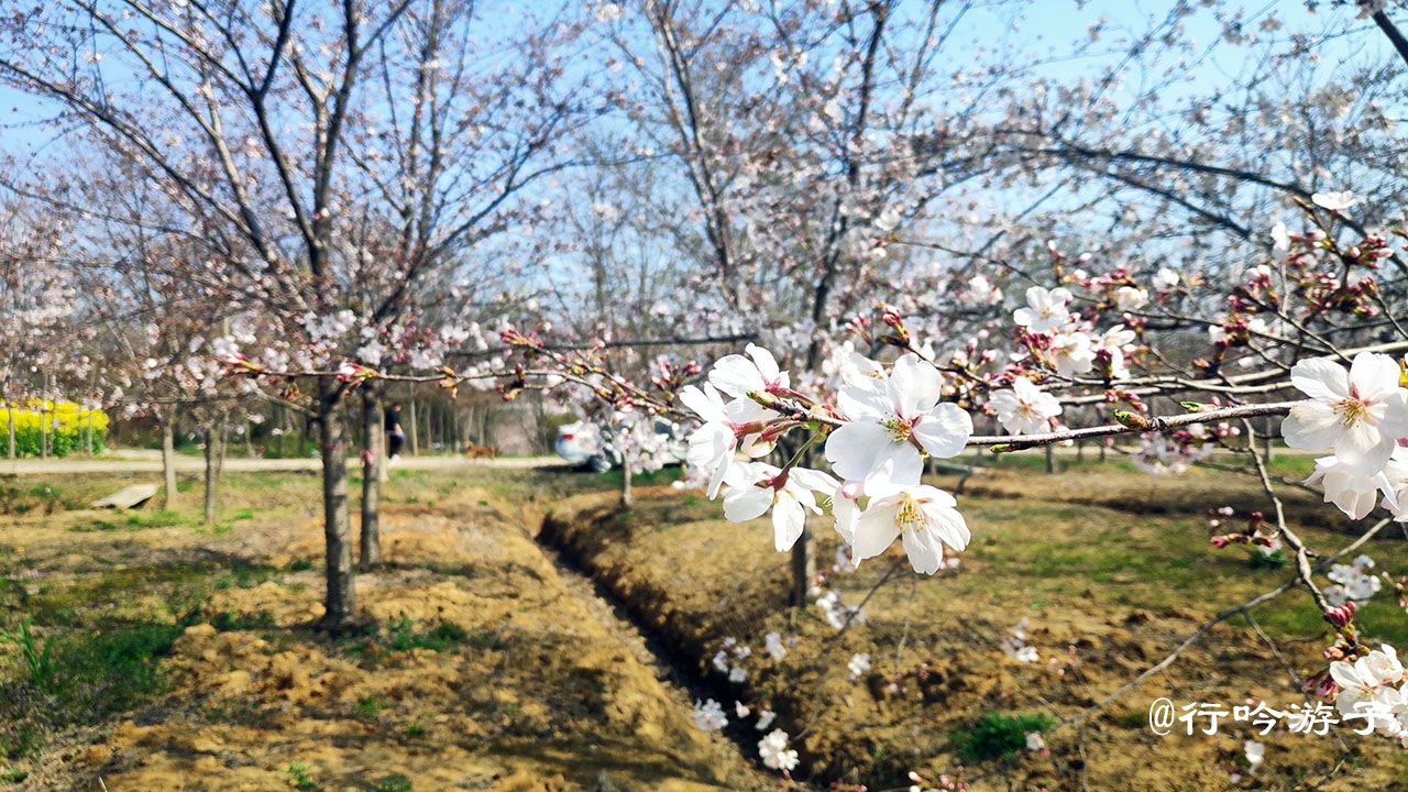 东乡樱花