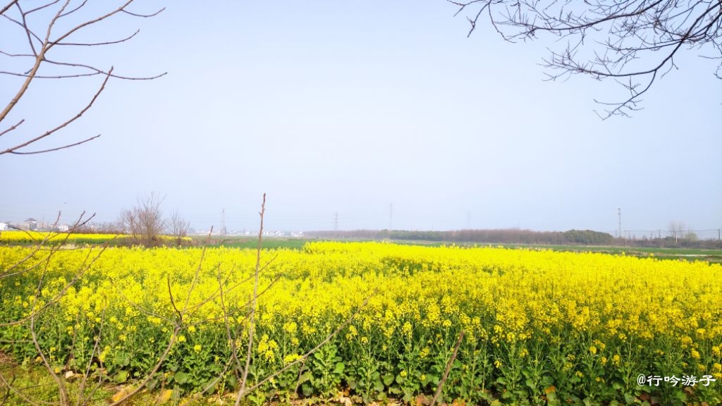 油菜花开