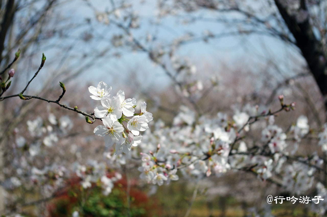 东乡樱花