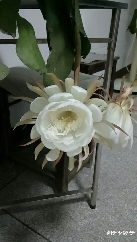 昙花一现